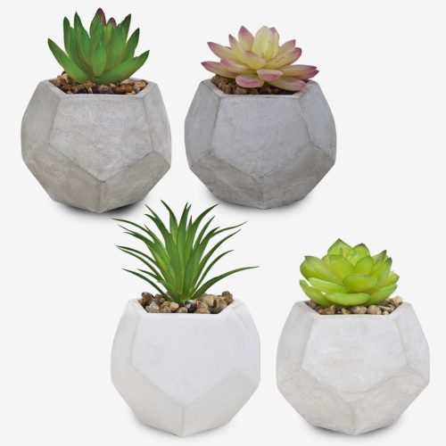 סוקולנטים וקקטוסים בכלי חימר מחומש - קקטוס